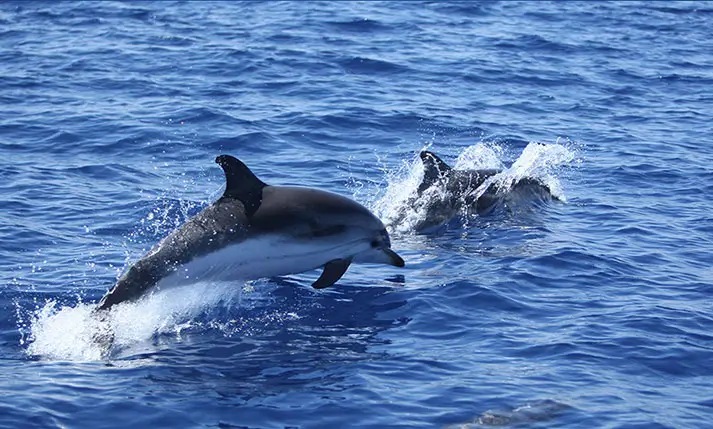Sortie observation dauphins et baleines en Méditerranée